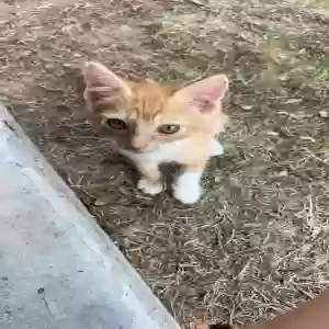 lost female cat lily