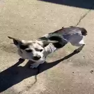 lost male dog patty
