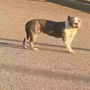 found female dog bella (we named)