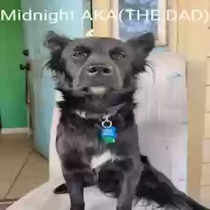 lost male dog midnight