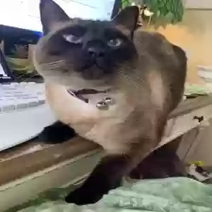 lost female cat miso