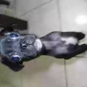 lost male dog charcos