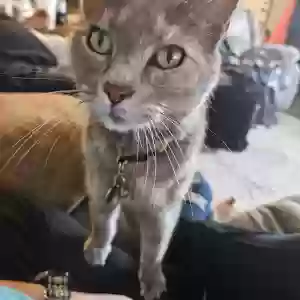 lost female cat loretta