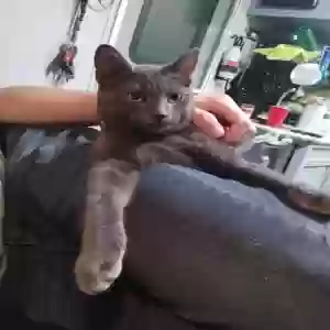 lost male cat shadow
