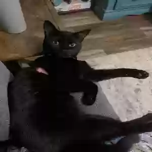 lost female cat frankie