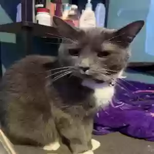 lost male cat shadow