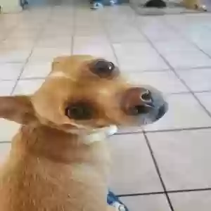 lost female dog faby