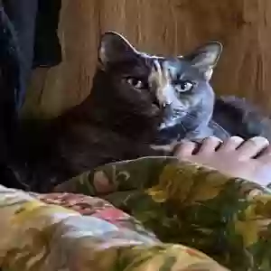 lost female cat cassie