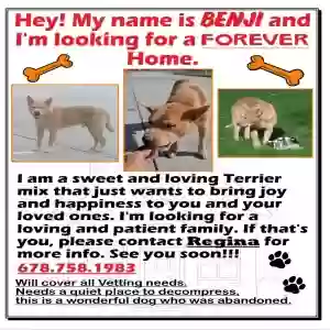 found male dog benji