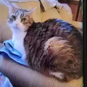 lost female cat daisy