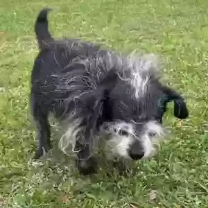 lost female dog peanut 