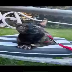 lost female cat nala