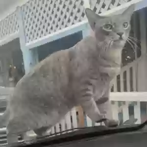 lost male cat unknown