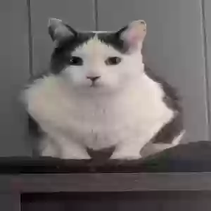 lost male cat kittles