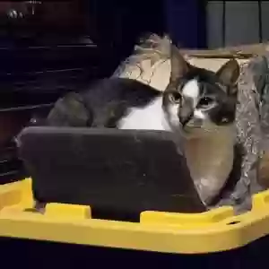 lost male cat jasper