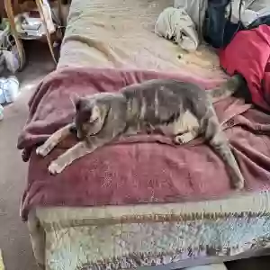 lost female cat fiona