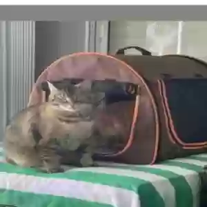 lost female cat nunu