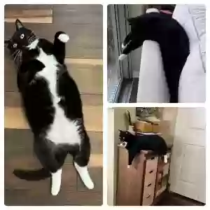 lost female cat nori