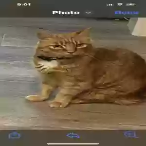 lost male cat riley