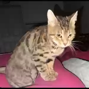 lost female cat juliet