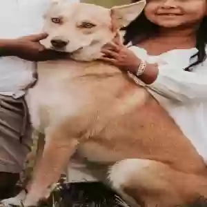lost female dog sweaty
