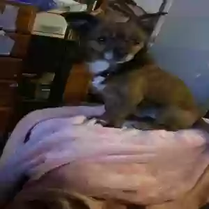 lost male dog sammy
