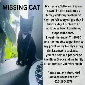 lost male cat salty