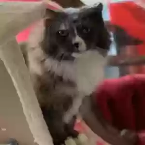 lost female cat clementine