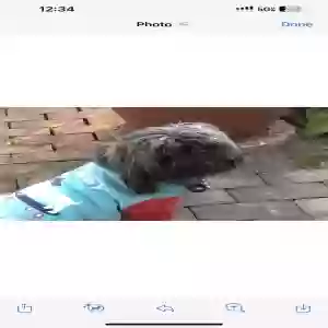 lost female dog gizmo