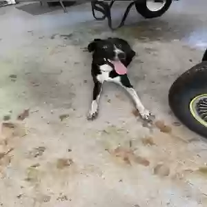 found male dog unknown