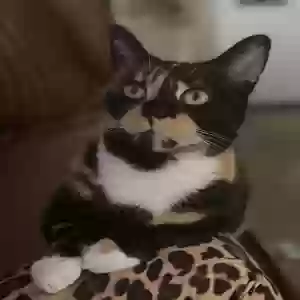 lost female cat midori (dori)