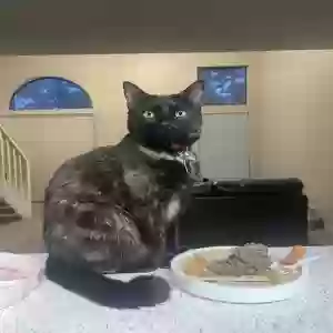 lost female cat pumpkin