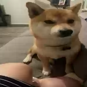 lost male dog hachi