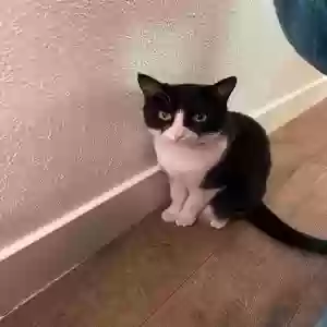 lost female cat beans