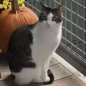 lost female cat nibbles