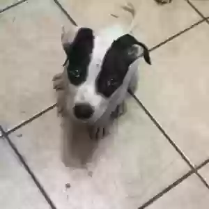lost male dog marshall