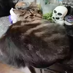 lost male cat junior