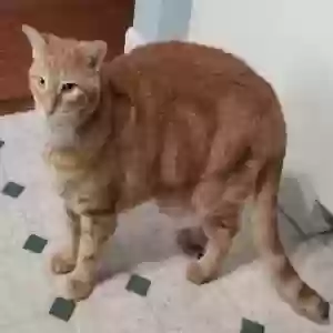 lost male cat tails