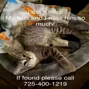 lost male cat dipper
