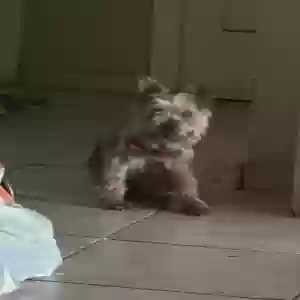 found male dog woggie