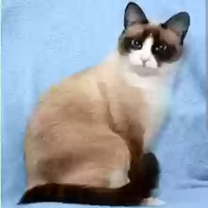 lost female cat ivory