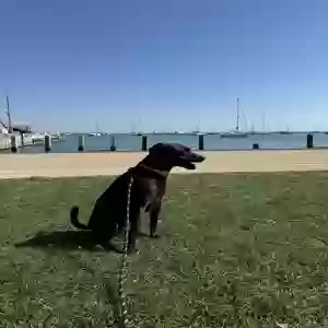 lost female dog luna