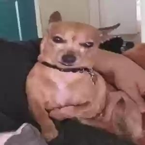 lost female dog sandy