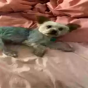 lost female dog lola