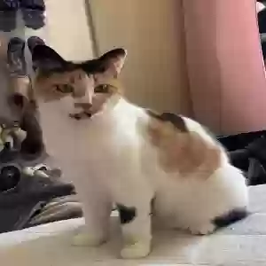 lost female cat kitty