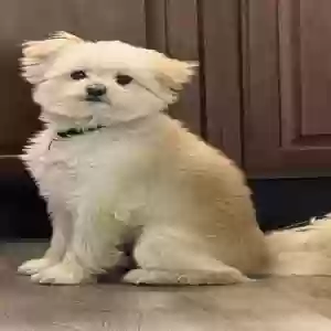 lost male dog cuco