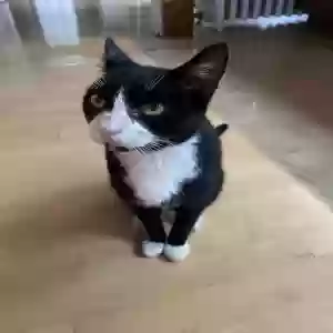 lost male cat mr. howell