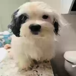 lost male dog snoopy