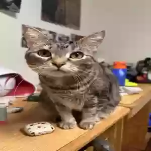 lost female cat mina