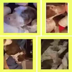 lost male dog rocko